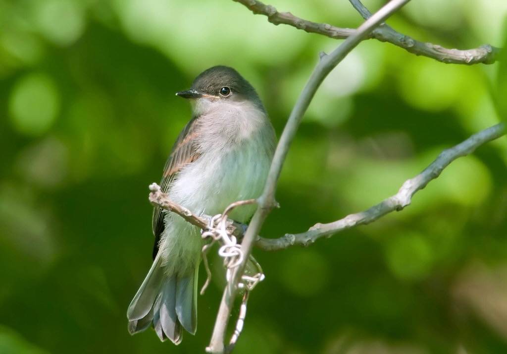 Eastern Phoebe, PA, USA by Kelly Colgan Azar is licensed under CC BY-ND 2.0.